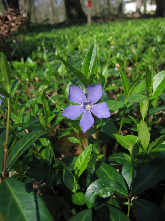 Vinca minor